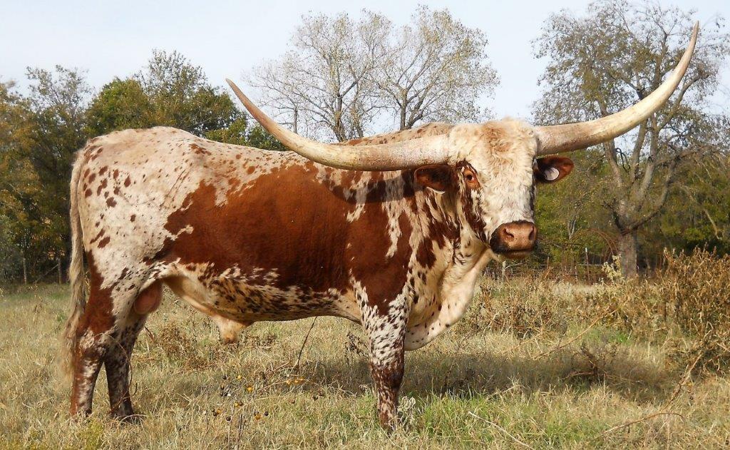 Cattle for Sale Oklahoma & Texas Longhorn Investments Semkin Longhorns